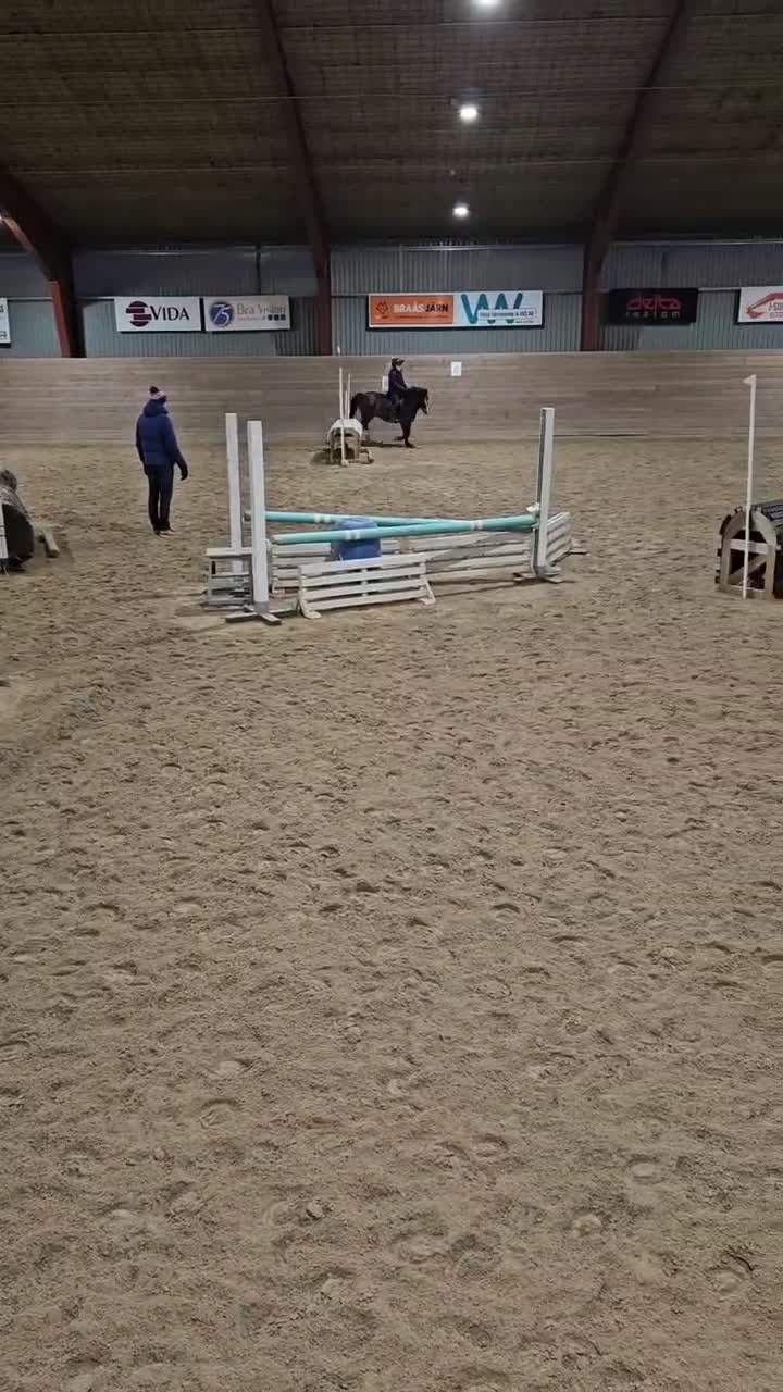 Allround hästar till salu: Världens bästa ponny! - Video 2