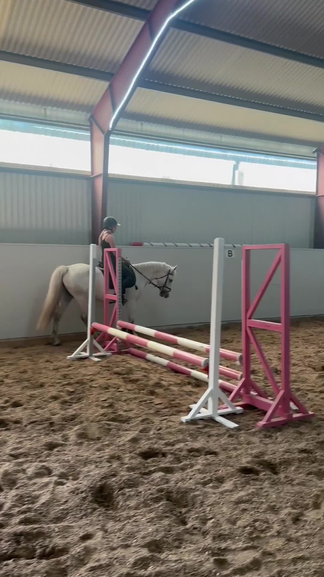 Hoppning hästar till salu: 5-årigt Connemarasto som älskar att hoppa - Video 1