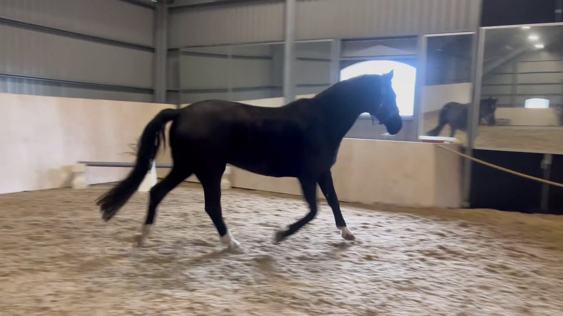 Avelshästar hästar till salu: Svart Avelssto med toppstam - Video 3