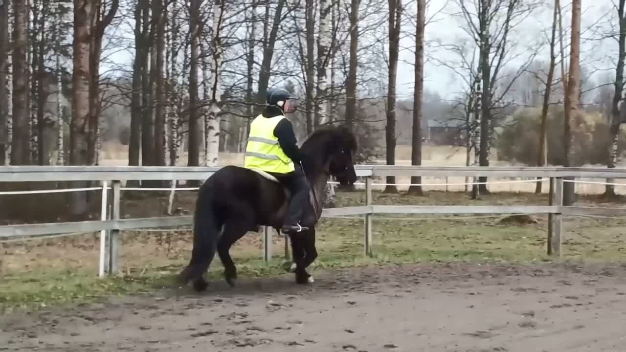 Island hästar till salu: Utlånas på foder för senare köp. - Video 4
