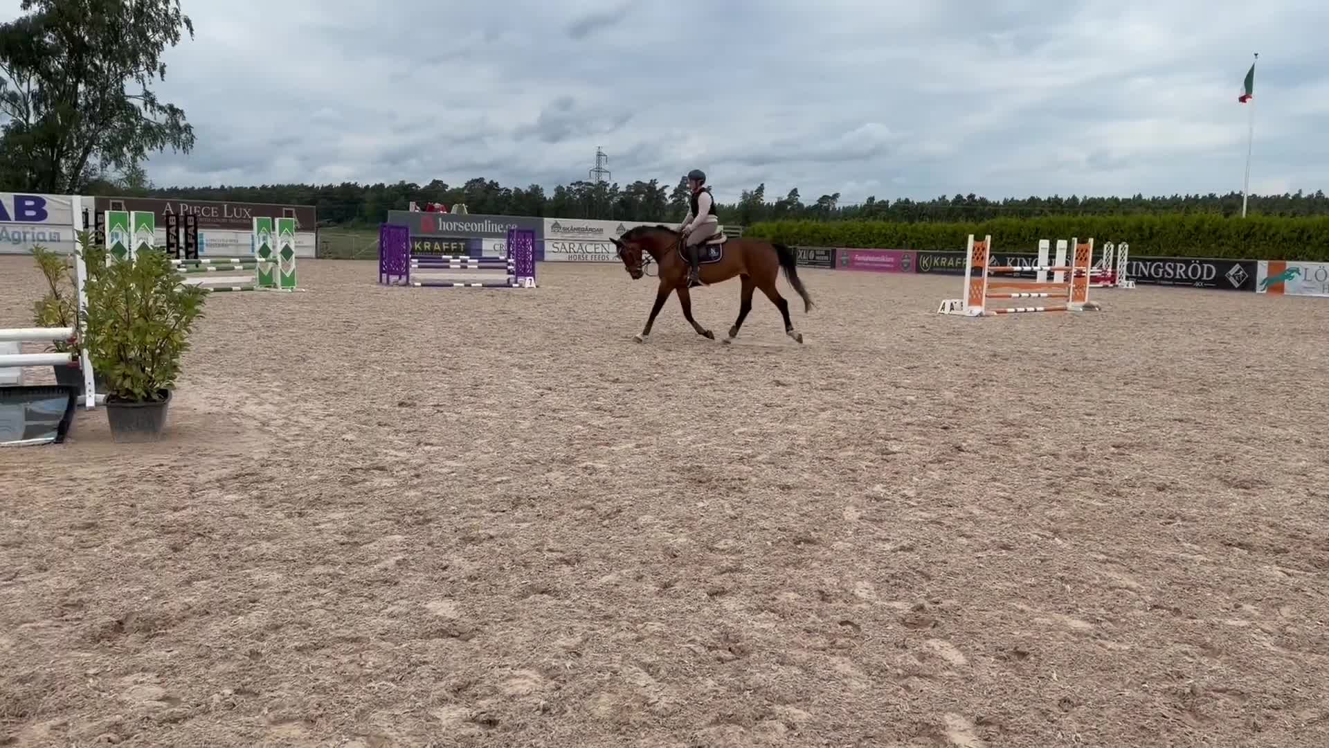 Allround hästar till salu: ⭐️DIN FRAMTIDA SJÄRNA OCH BÄSTA VÄN⭐️ - Video 4