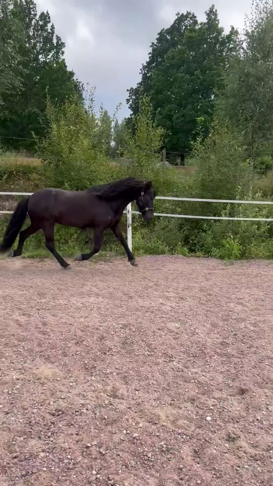 Island hästar till salu: Projekthäst i Ydre - Video 1