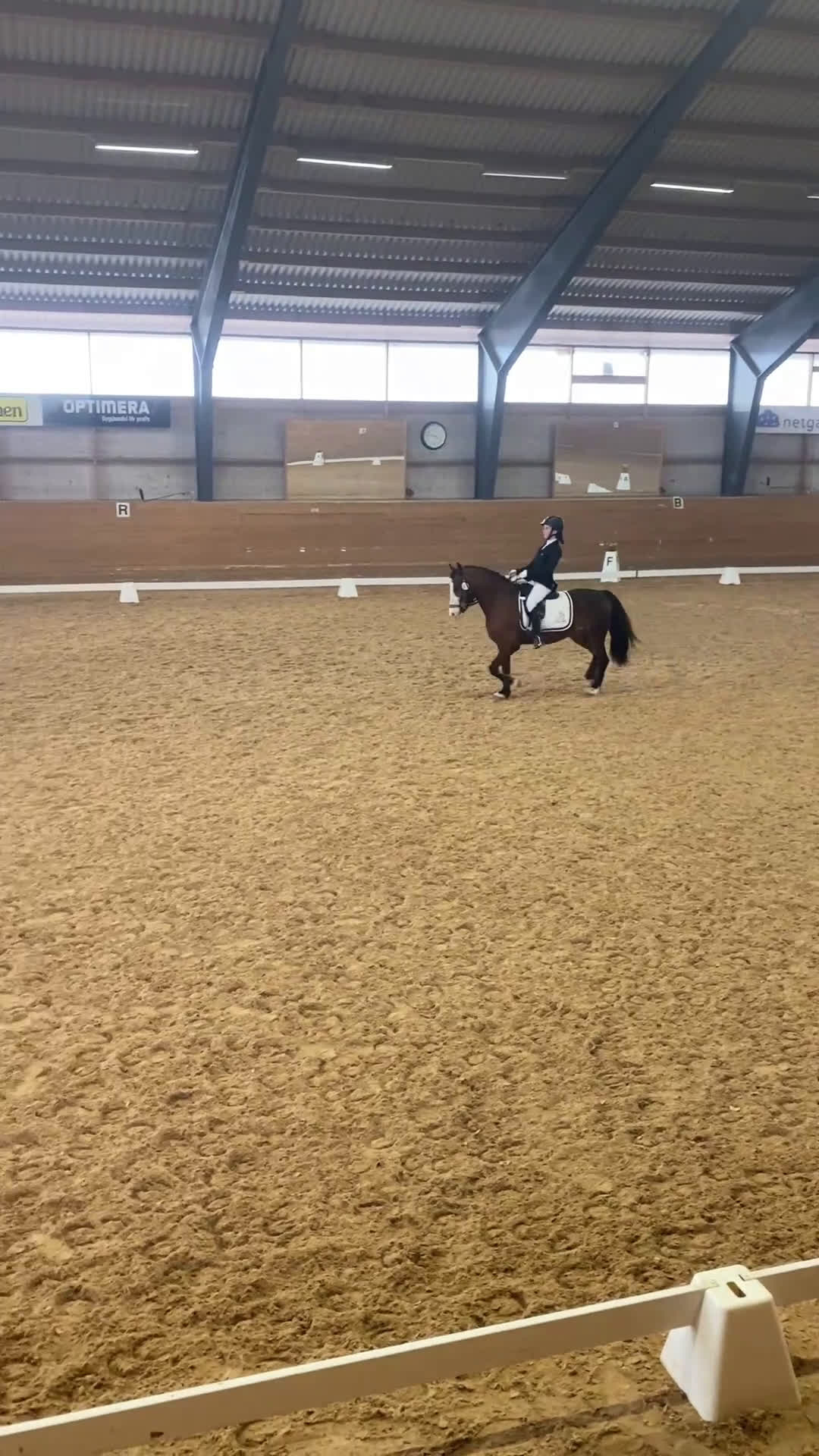 Dressyr hästar till salu: Dressyrponny - Video 1