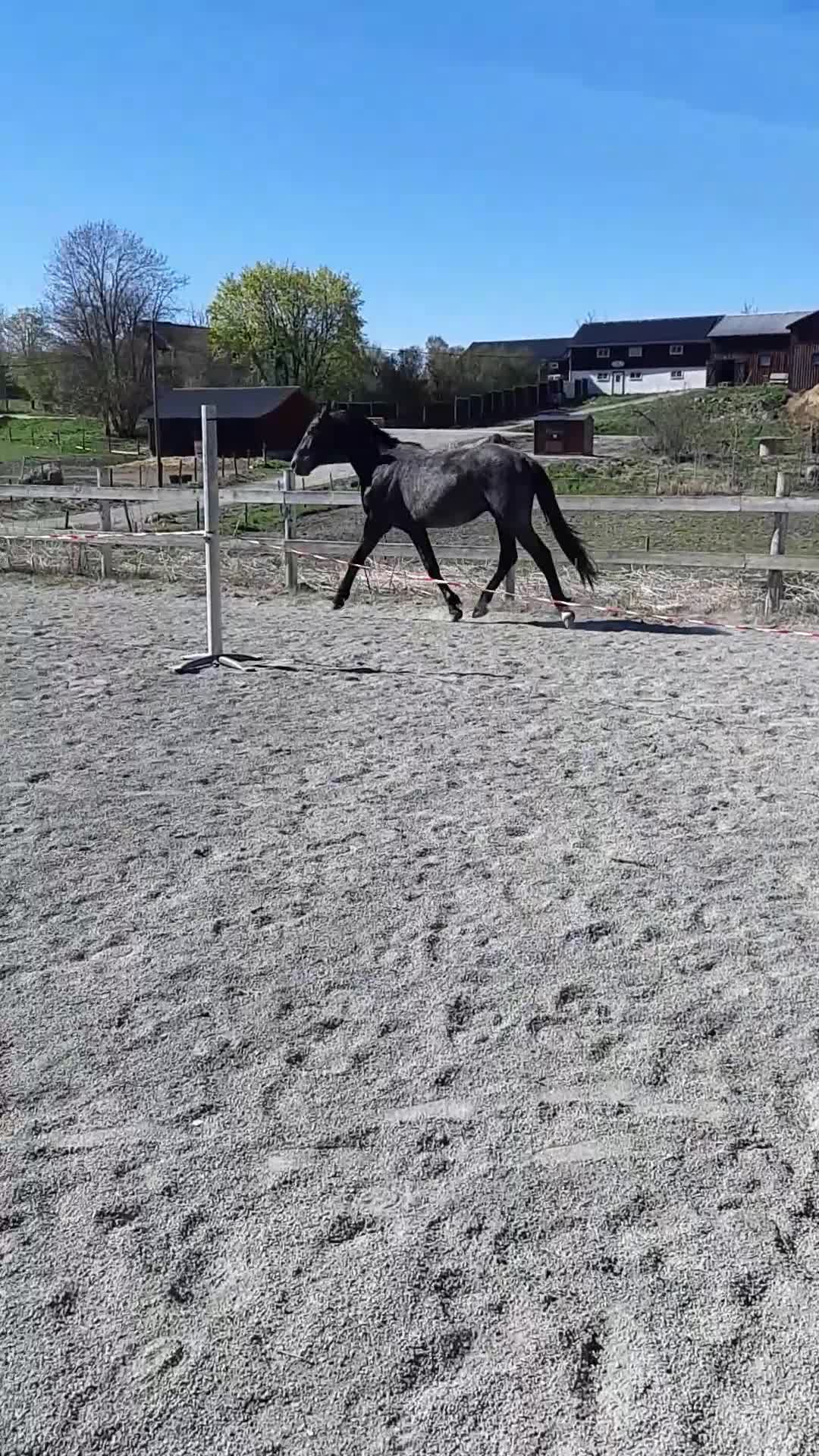 Hoppning hästar till salu: Trevlig valack - Video 2