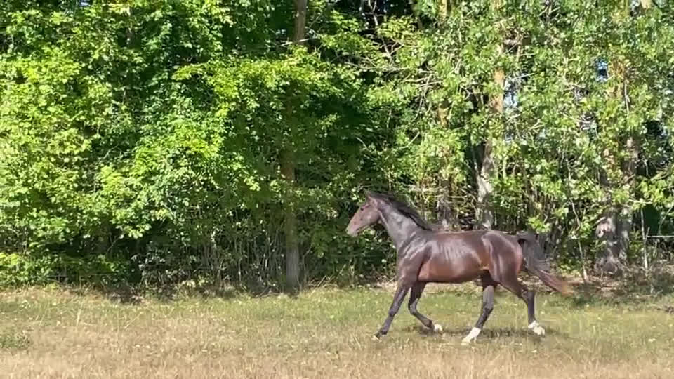 Allround hästar till salu: Fin 2 åring efter Oneofakinde- Don Primero i Degeberga - Video 2