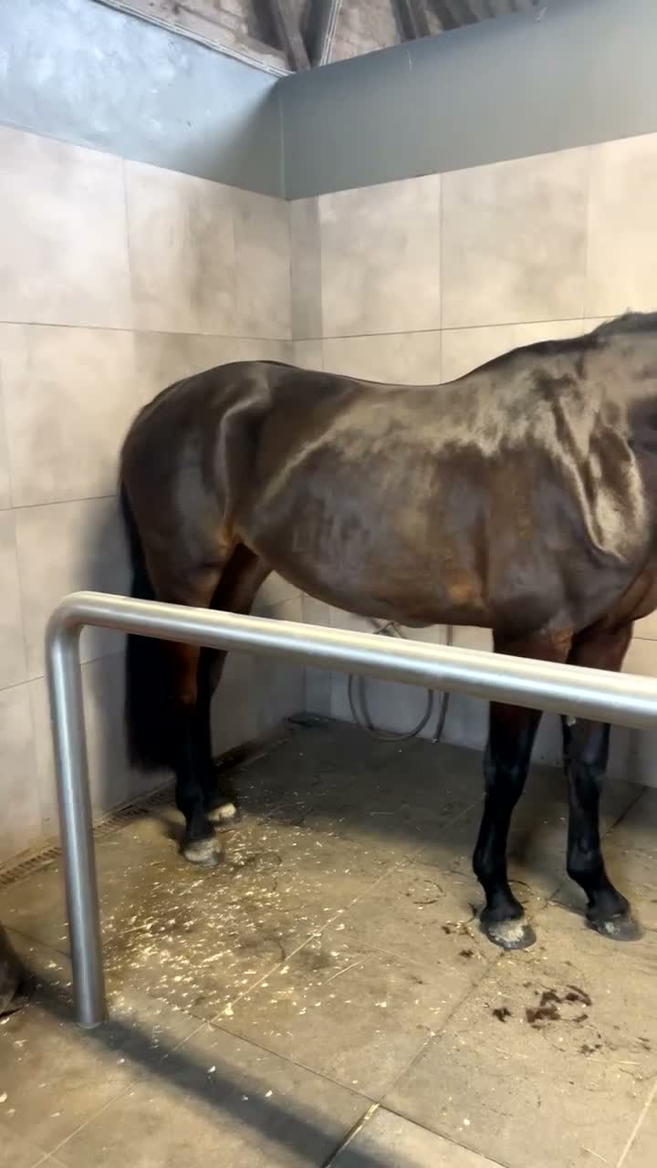 Hoppning hästar till salu: Fineste holsteinerstoet för avel – säljes/bytes - Video 2