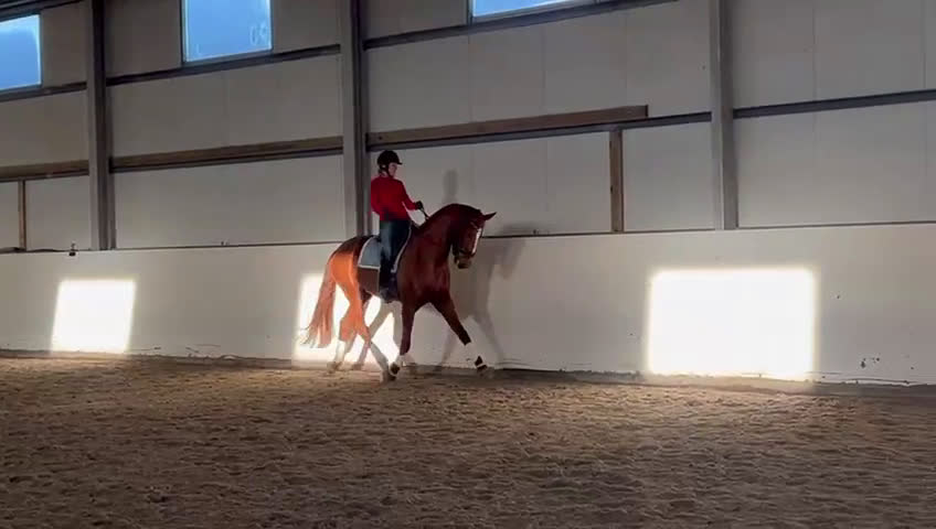 Dressyr hästar till salu: Fantastiskt fint sto 💛 i Fjärås - Video 2