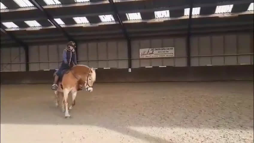 Allround hästar till salu: Fin Haflinger sto söker lugnt och kärleksfullt hem - Video 4