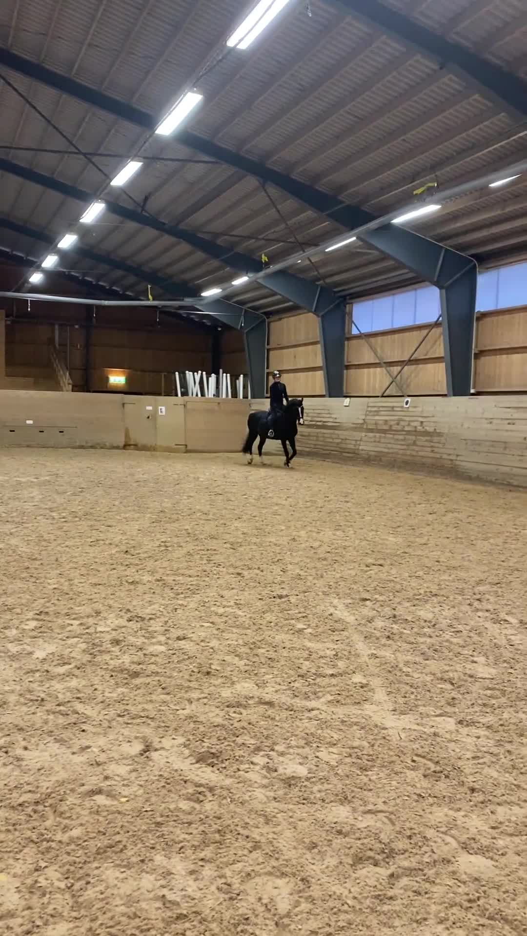 Allround hästar till salu: KWPN-valack söker lugnt och tryggt hem i Oskarshamn - Video 1