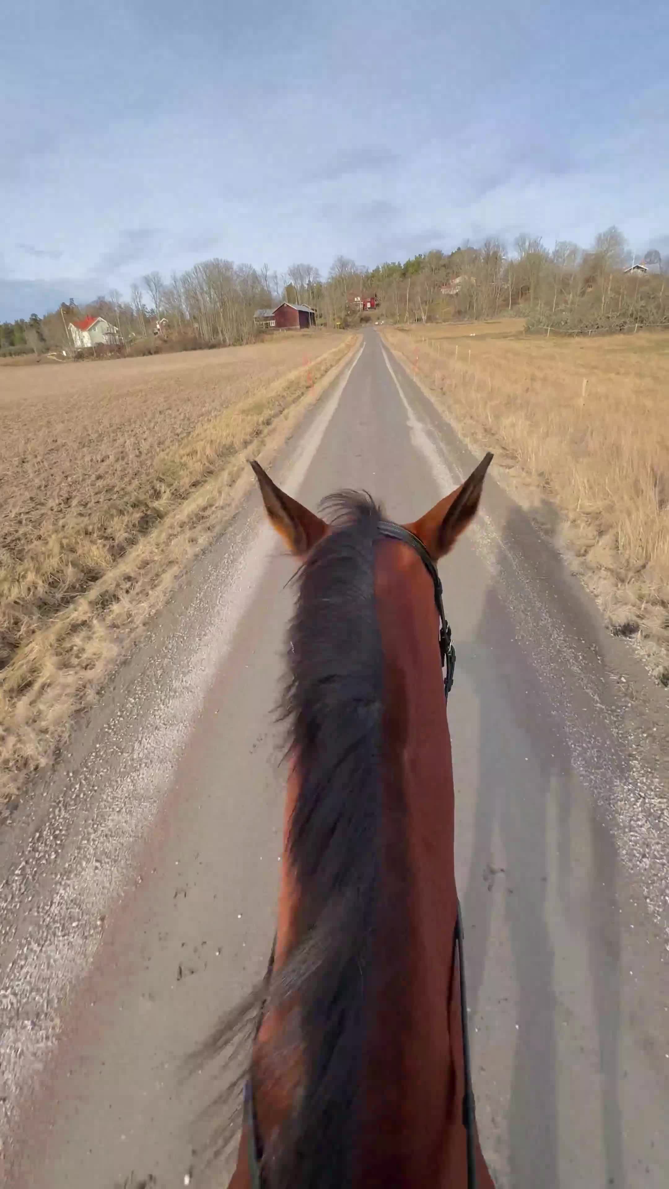 Allround hästar till salu: Hobby eller mor/dotter häst! - Video 1