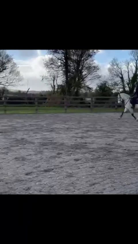 Hoppning hästar till salu: 6yr old 148 gelding i Stockholm - Video 1