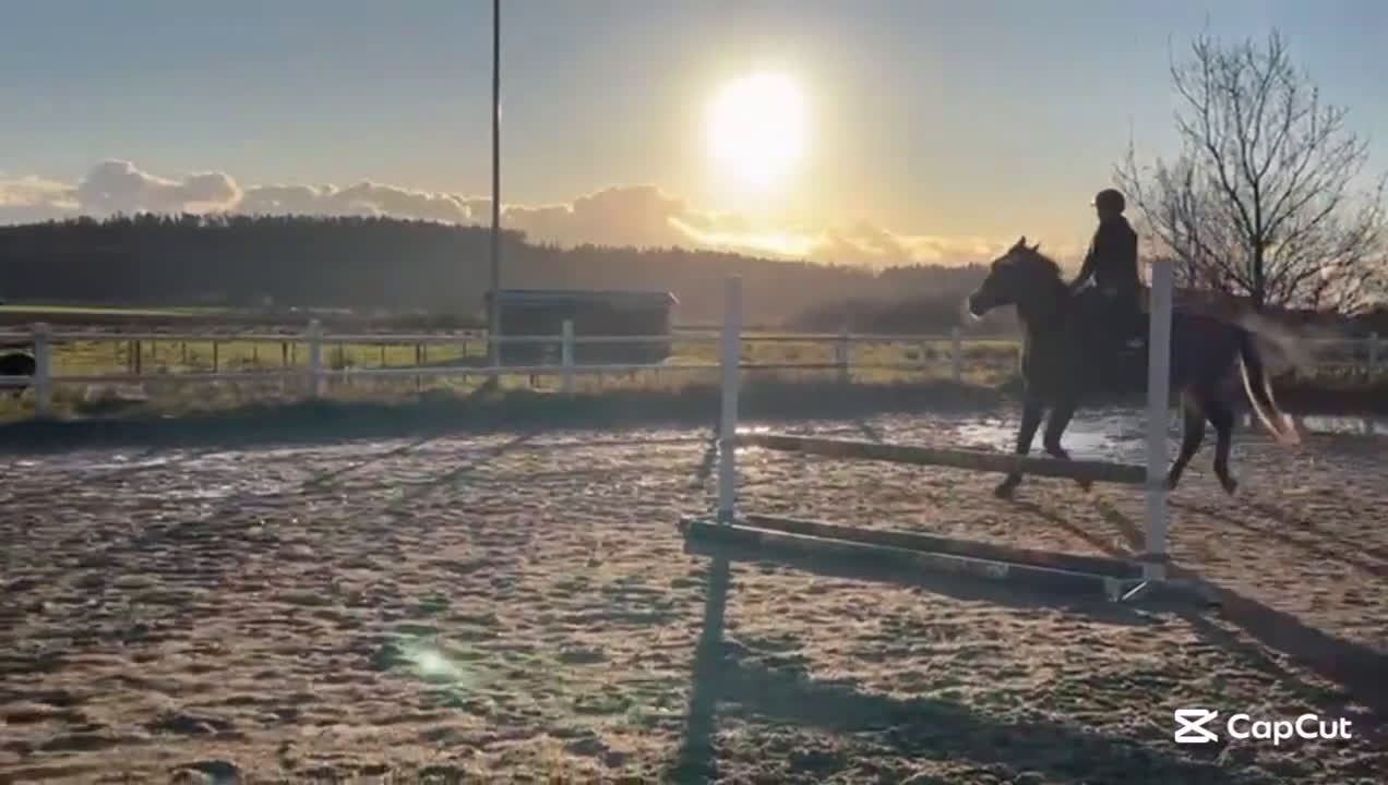 Hoppning hästar till salu: Cryst A llized Vanel  i Fjärås - Video 1