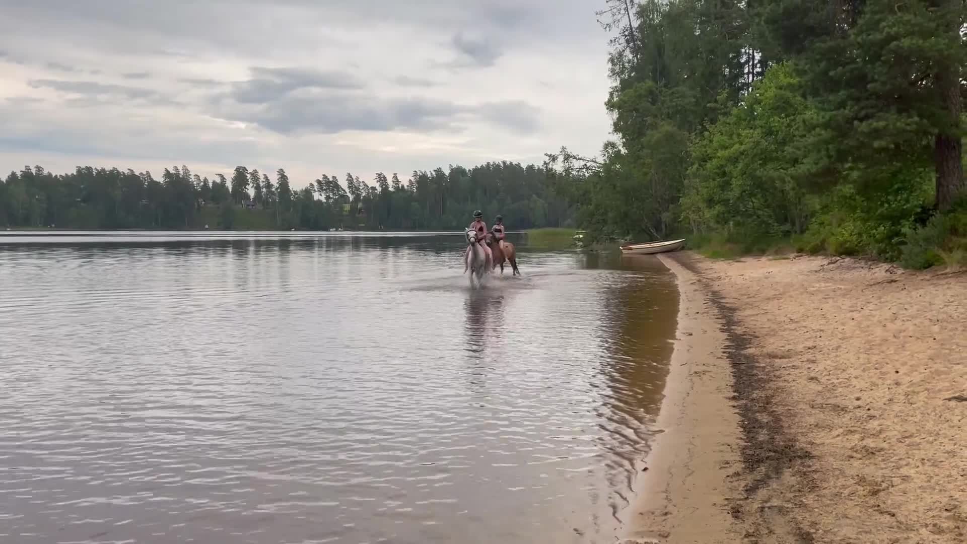 Allround hästar till salu: Välutbildad och orädd maxad B-ponny - Video 1