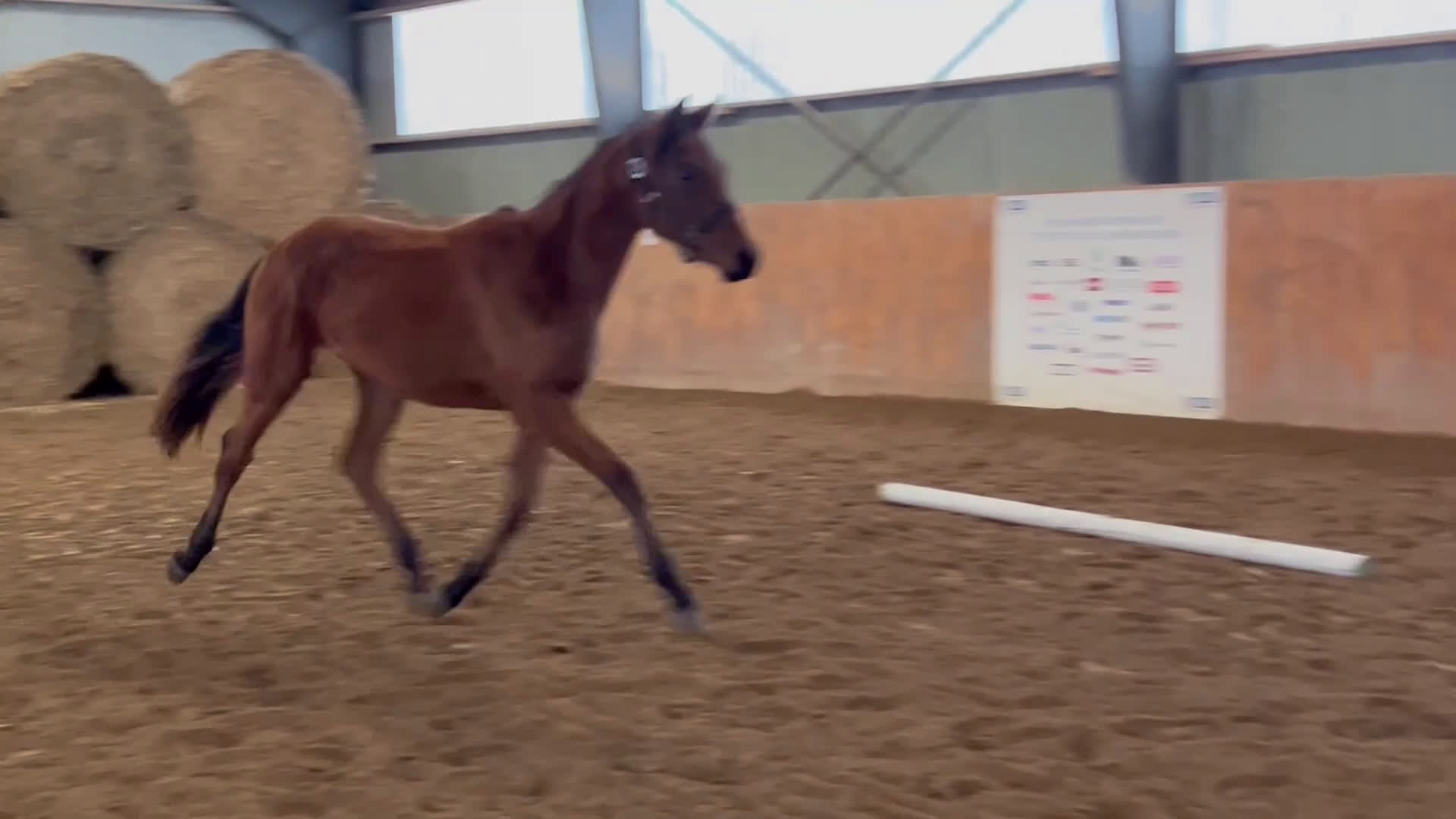 Dressyr hästar till salu: Talangfullt dressyr sto född 2024 i Anderslöv - Video 1