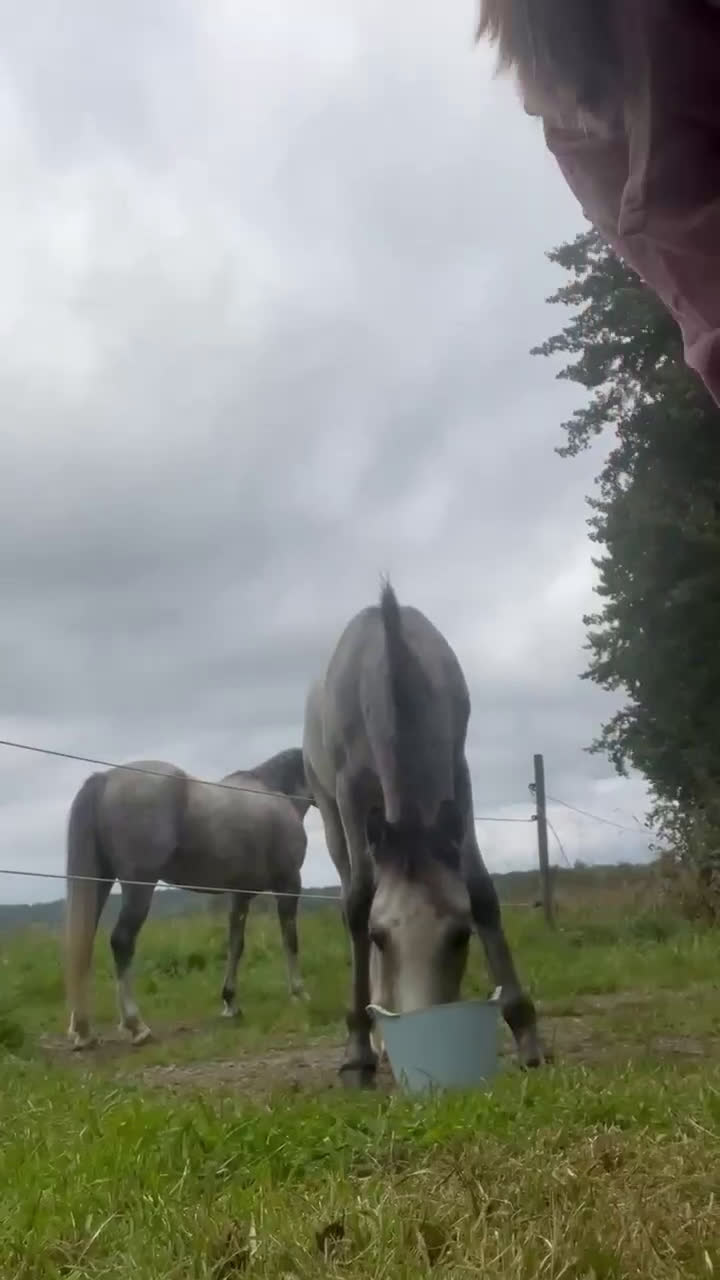 Allround hästar till salu: Rar welsh mountainkille i Stenkullen - Video 2