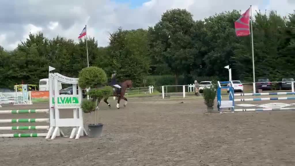 Allround hästar till salu: Eyecatcher Connemaraponny! - Video 2
