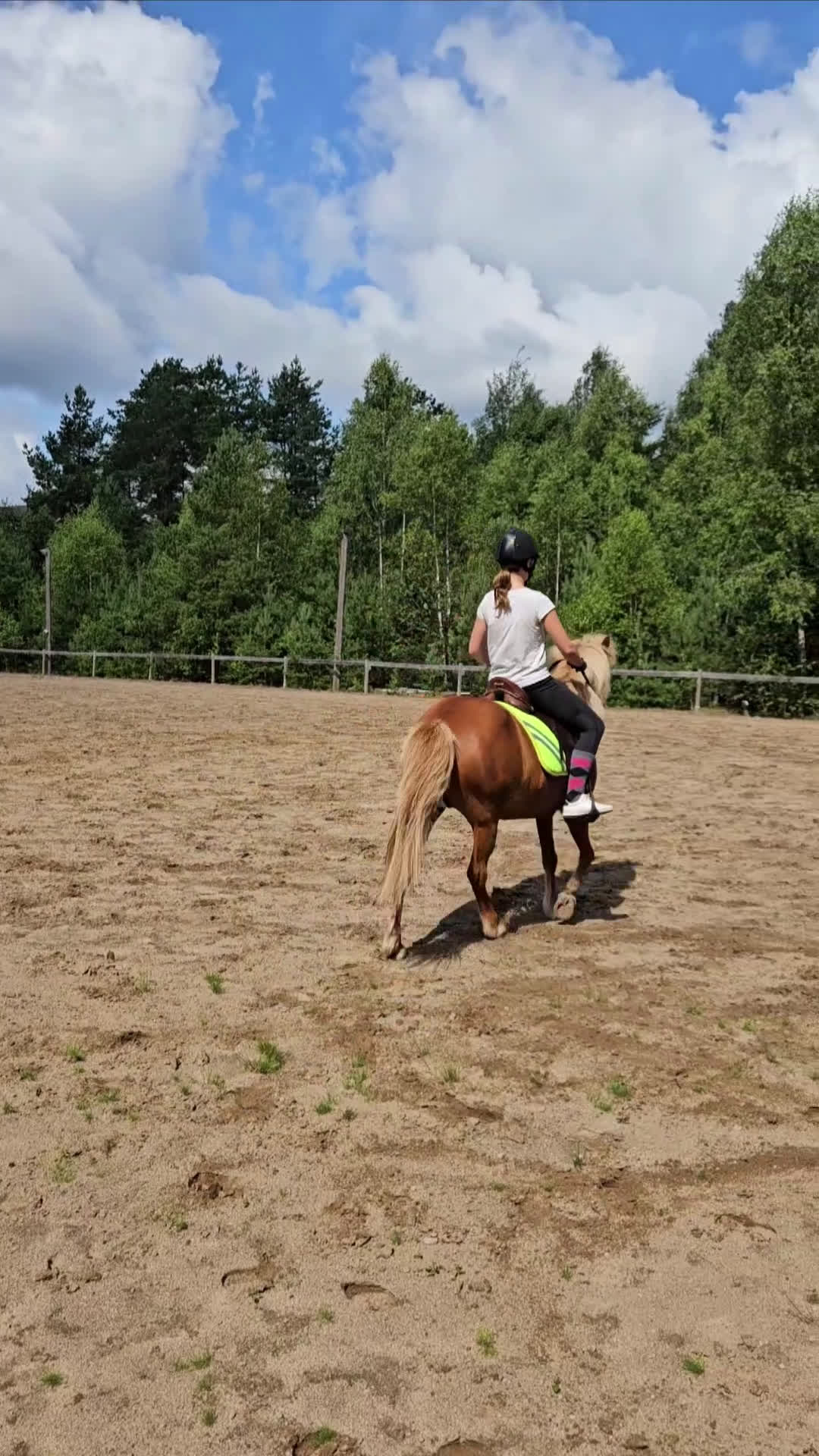 Island hästar till salu: Snälla underbara Stina måste nu flytta i Annerstad - Video 1