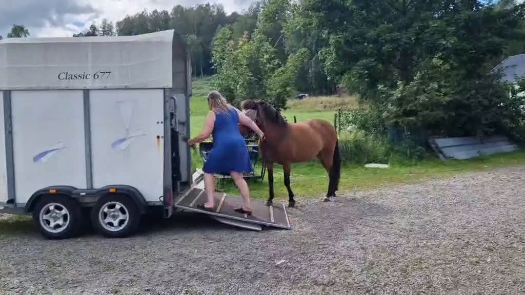 Island hästar till salu: Hästen man aldrig har tråkigt med i Istorp - Video 1