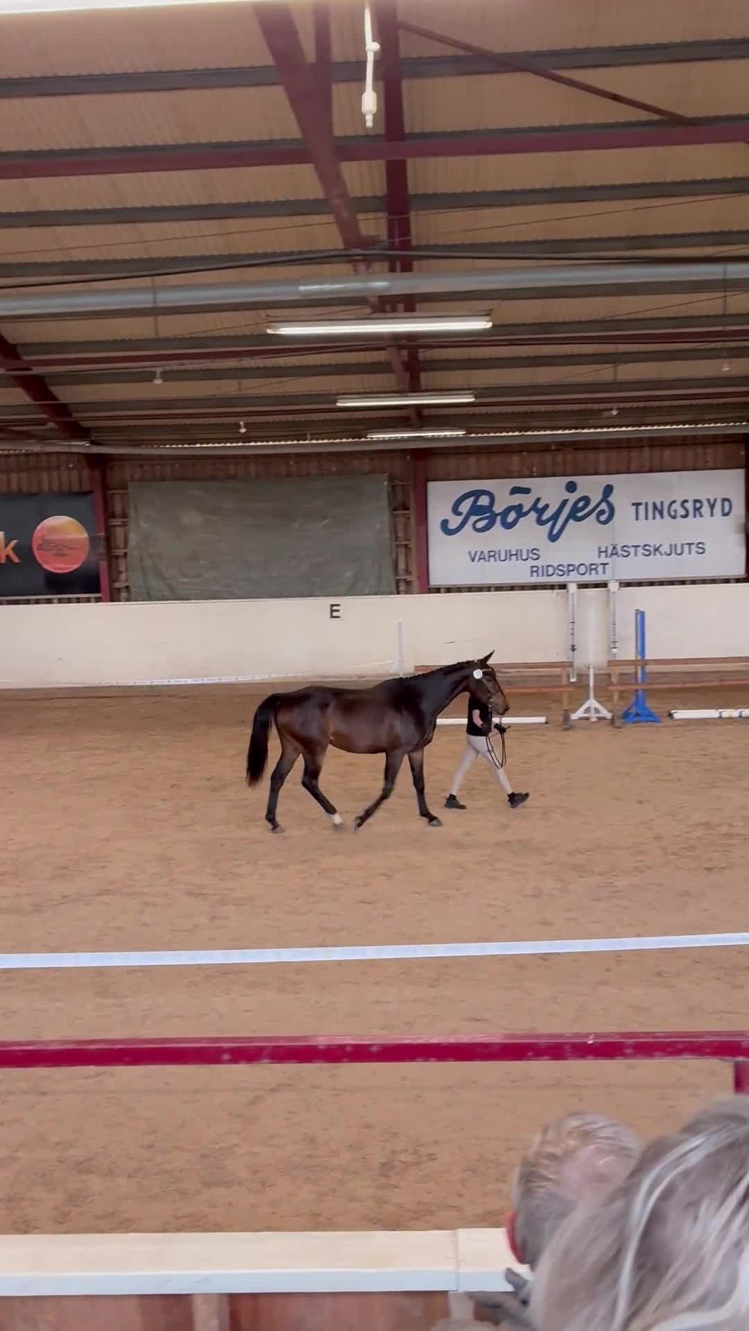 Allround hästar till salu: Diplomsto med power för sporten🌟 - Video 2