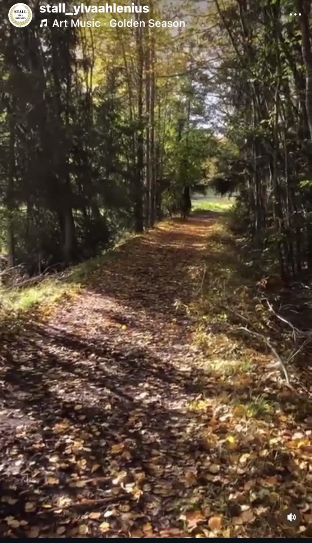 Hoppning hästar till salu: Underbar valack med potential & utstrålning! - Video 3