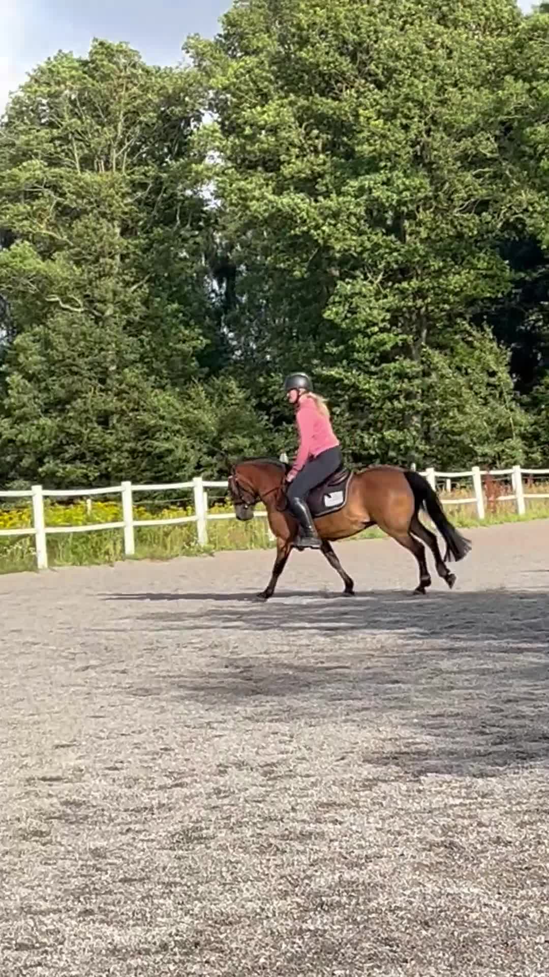 Allround hästar till salu: Ponny man kan göra allt med - Video 2
