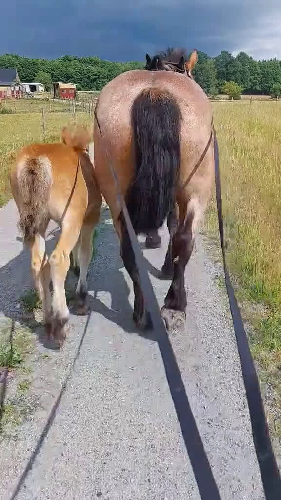 Allround hästar till salu: Ardenner mare i Brösarp - Video 1