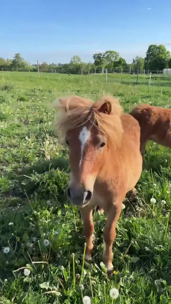 Allround hästar till salu: Mysig shetlandskille, blivande familjeponny - Video 1