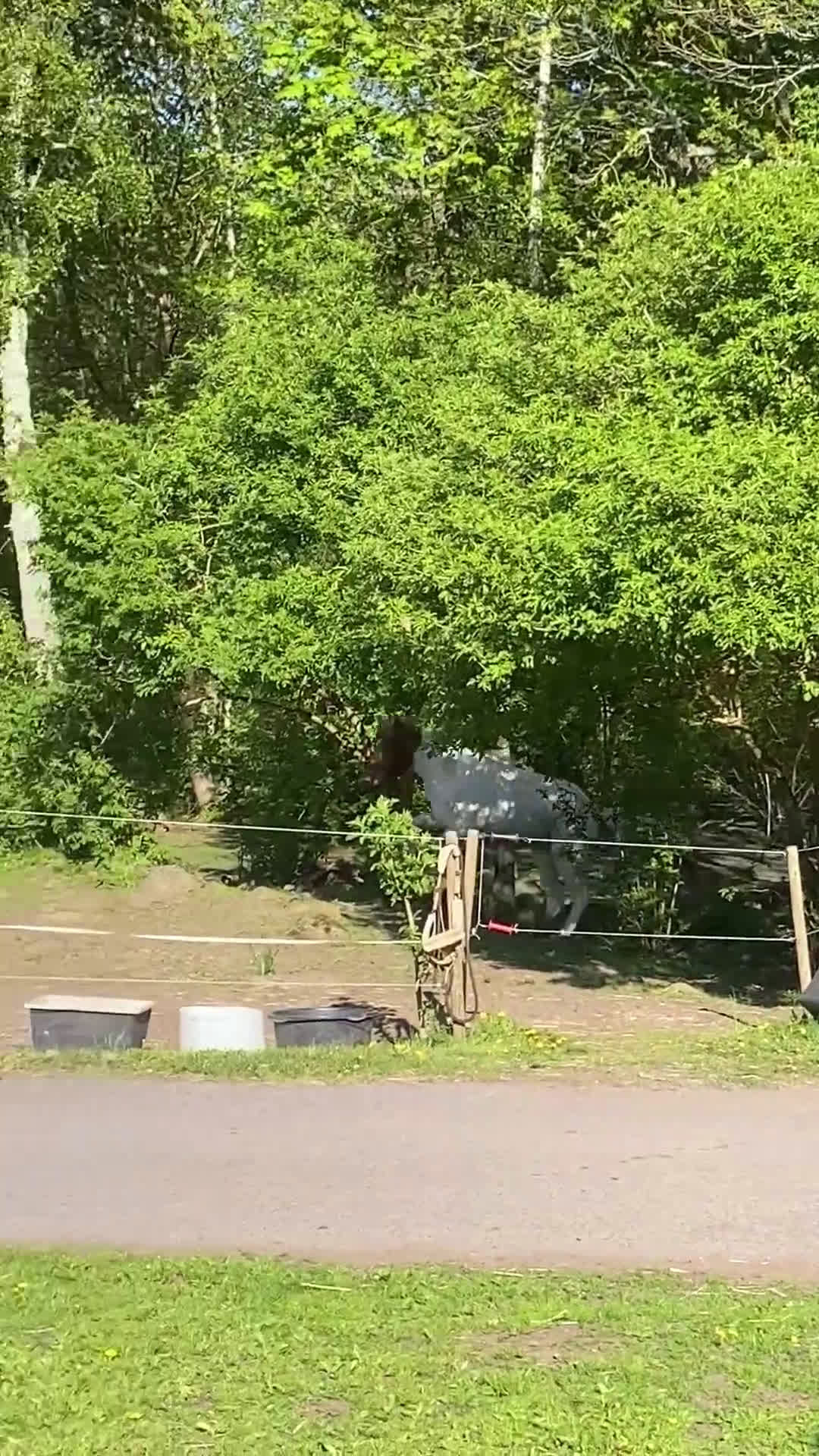 Island hästar till salu: Världen finaste ! i Slöinge - Video 1