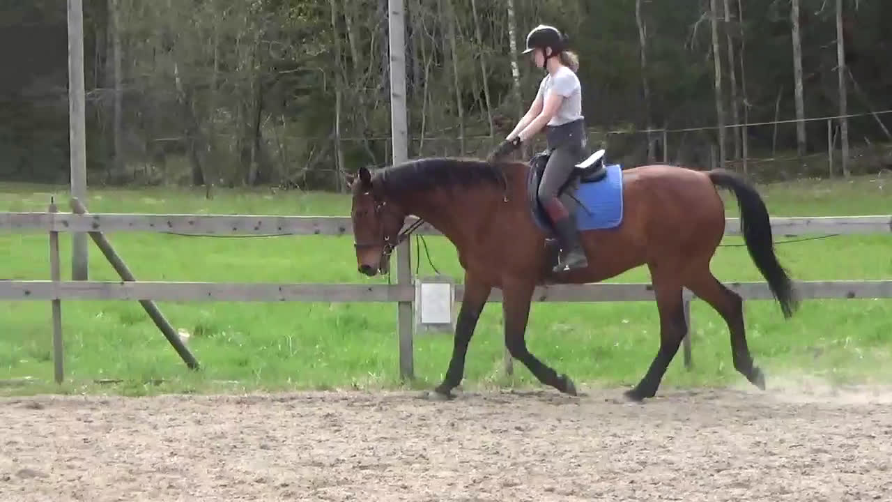 Allround hästar till salu: Supersnäll och mysig ridtravare söker nytt hem i Edsbro - Video 2
