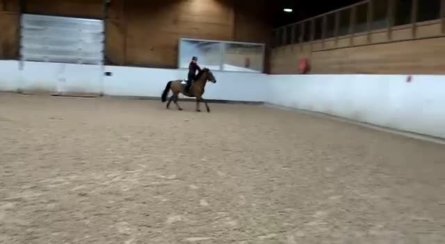 Hoppning hästar till salu: Tävlingsponny i Arnäsvall - Video 1