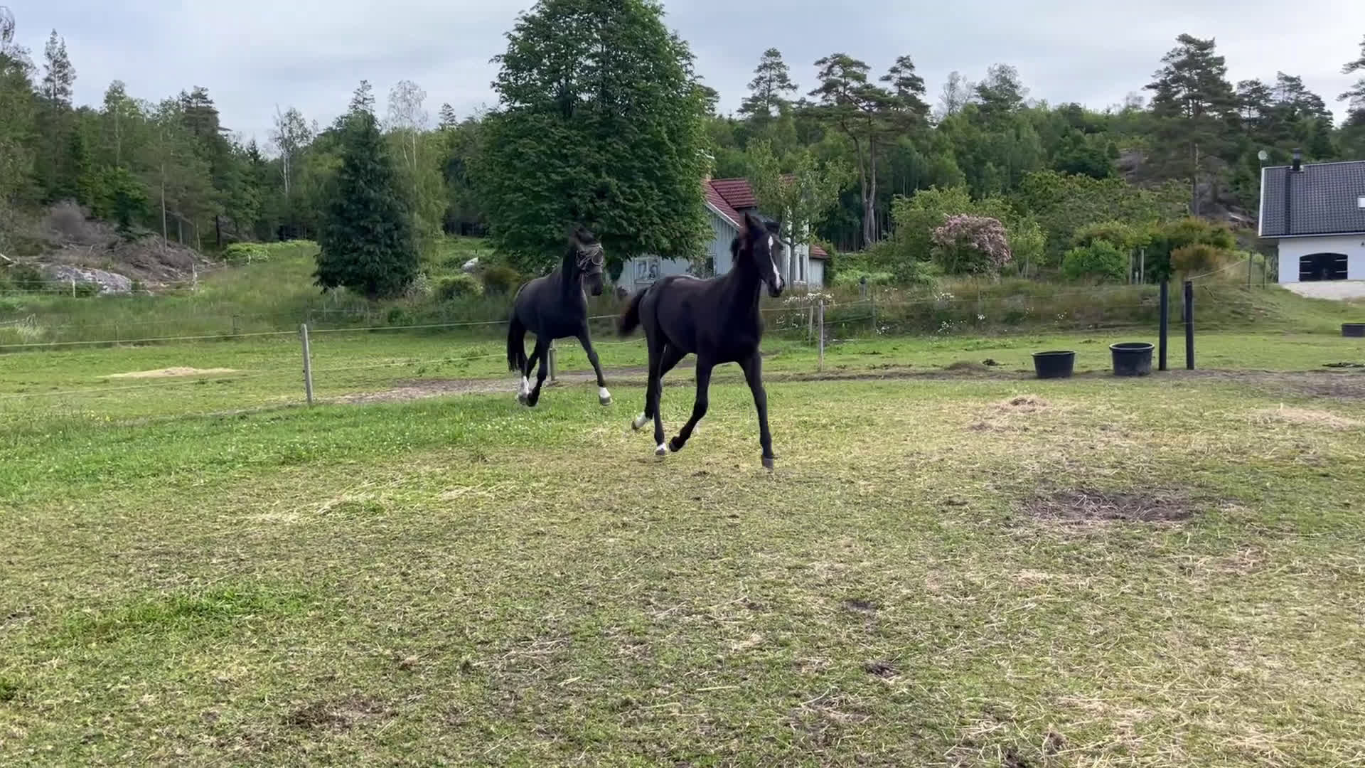 Avelshästar hästar till salu: Svart Avelssto med toppstam - Video 1