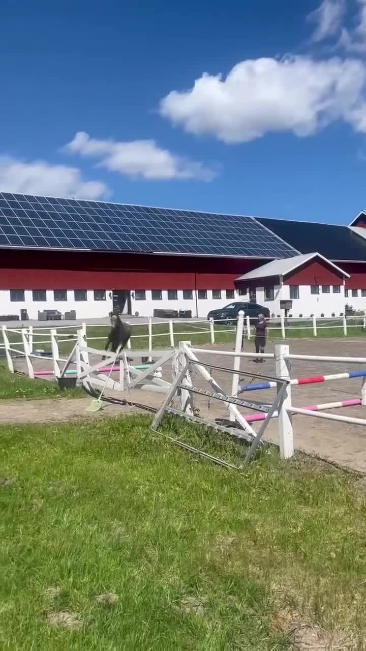 Hoppning hästar till salu: Dubbel klass 1 treårstest - Video 5