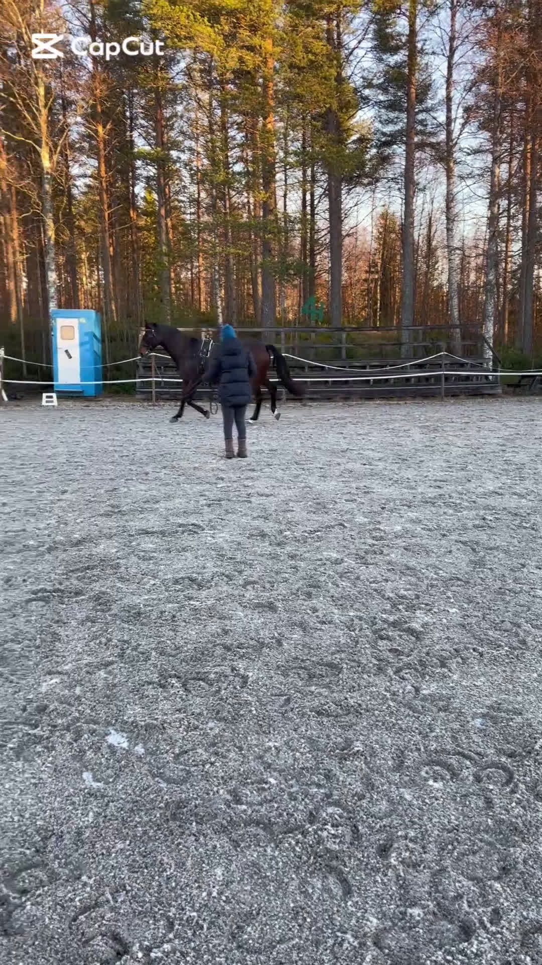 Allround hästar till salu: Lyxigaste skogsmullen  i Piteå - Video 1