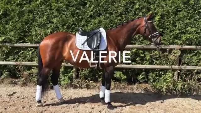 Dressyr hästar till salu: Fantastisk dressyrsto til salu - Video 2