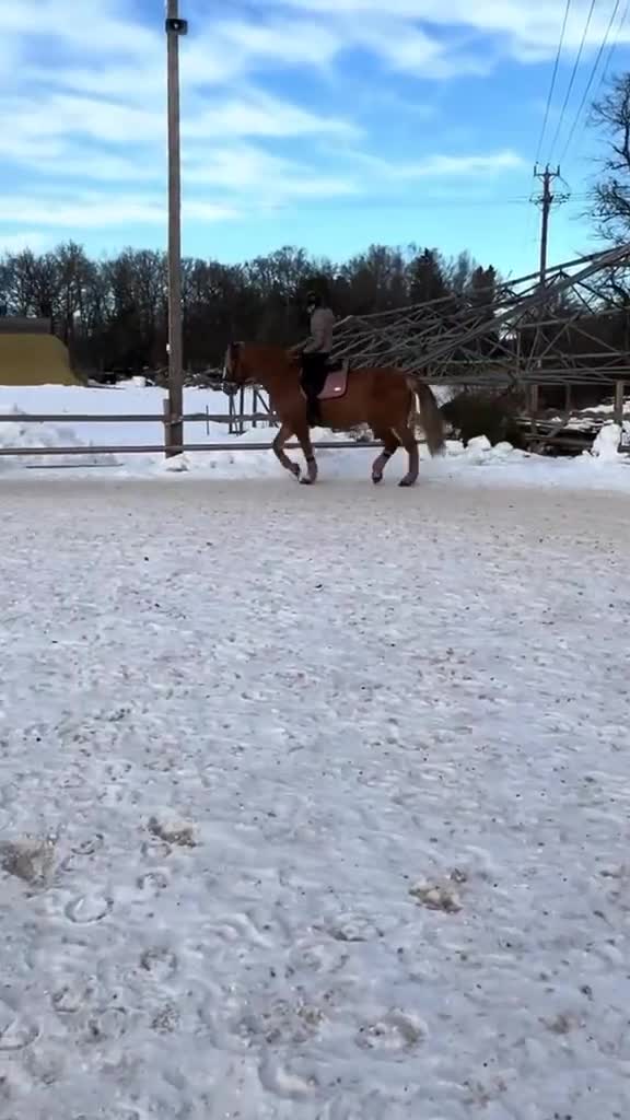 Allround hästar till salu: Stor nordsvensk travarvalack - Video 4