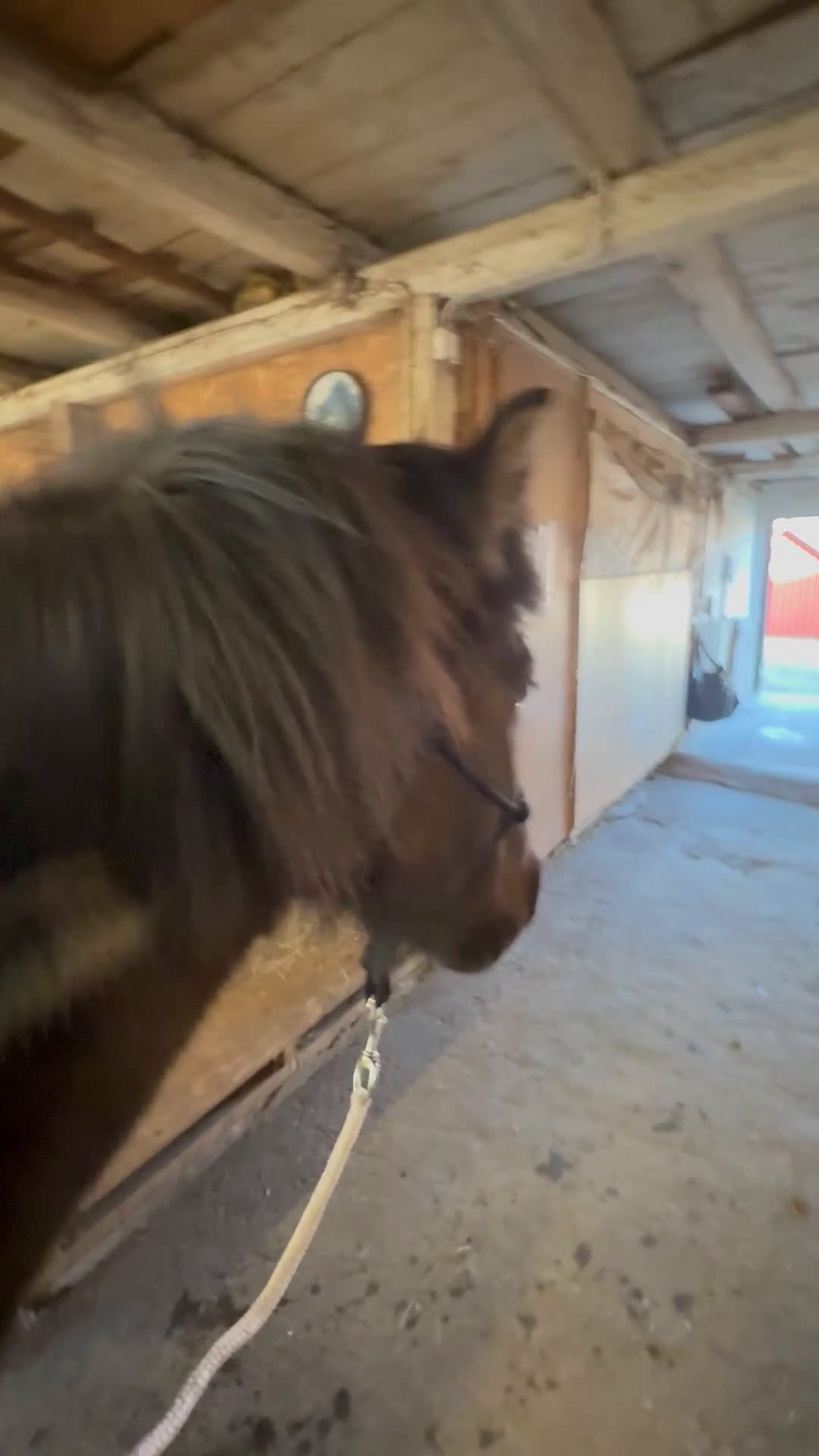 Island hästar till salu: Härligt sto med mycket tölt  - Video 2