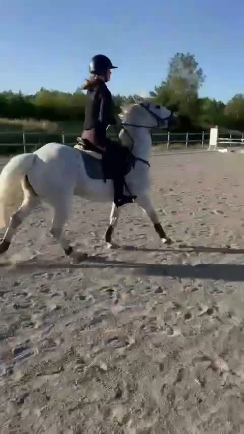 Hoppning hästar till salu: Pigg Rosettplockare i Grebbestad - Video 2