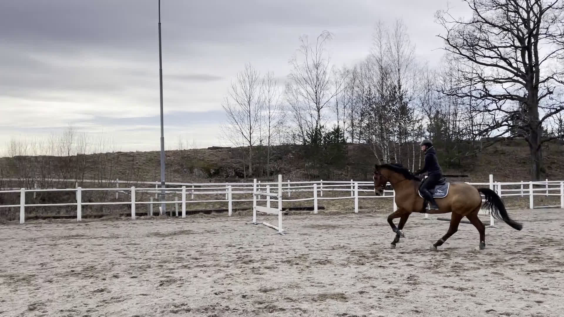 Dressyr hästar till salu: Dressyrhäst med utstrålning  i Linköping - Video 4