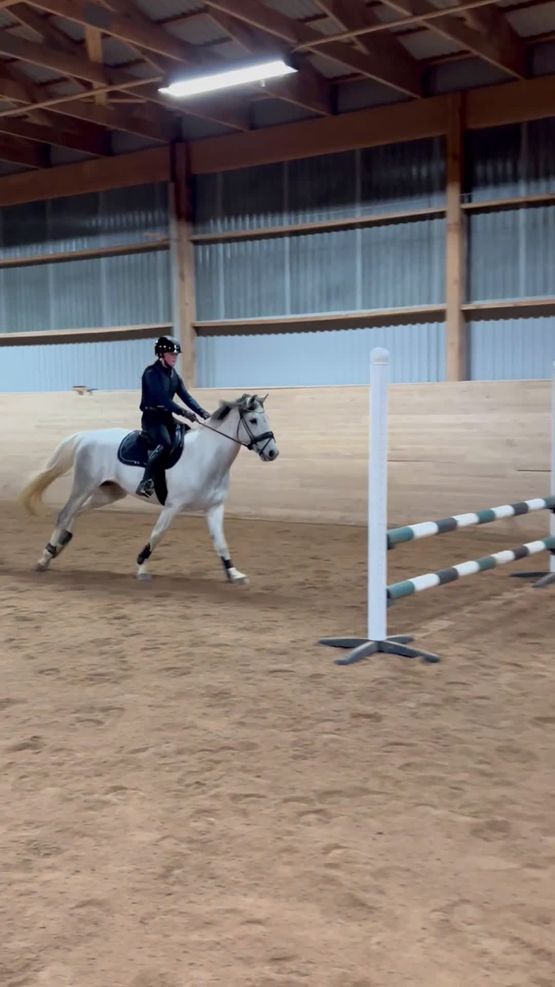 Allround hästar till salu: Läromästare och bästa vän! i Linköping - Video 4