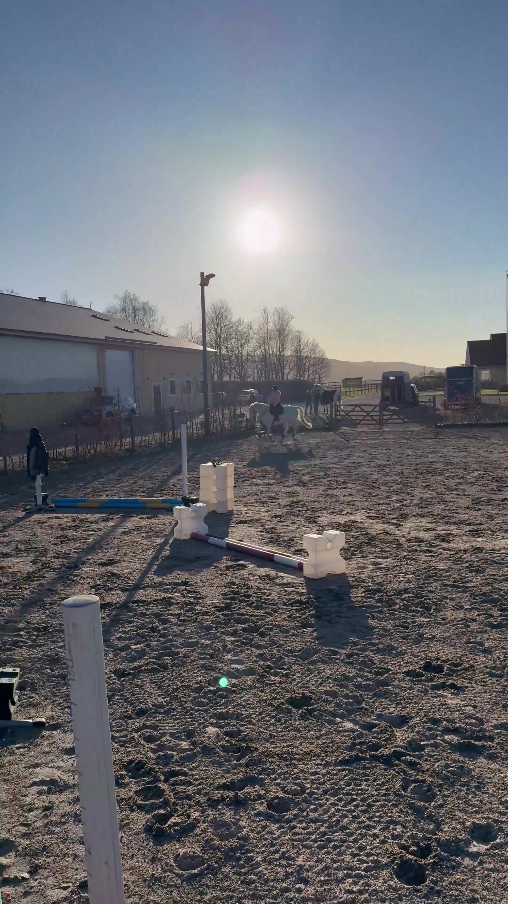 Allround hästar till salu: Sto med fin stam. Lyxig skogsmulle/projekt - Video 4