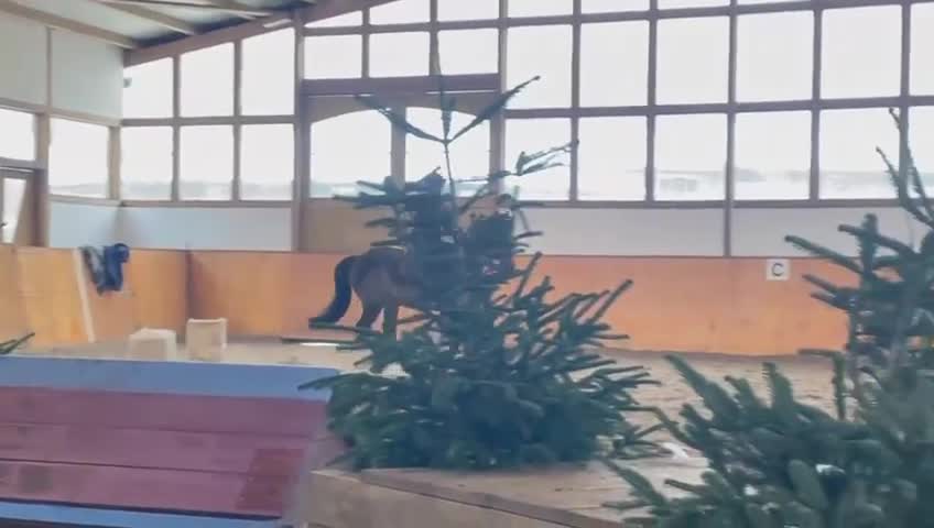Hoppning hästar till salu: 9 års val ev byte - Video 2