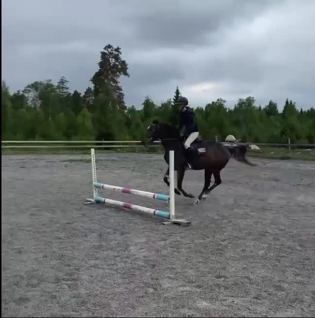 Allround hästar till salu: Snällaste unghästen  - Video 2