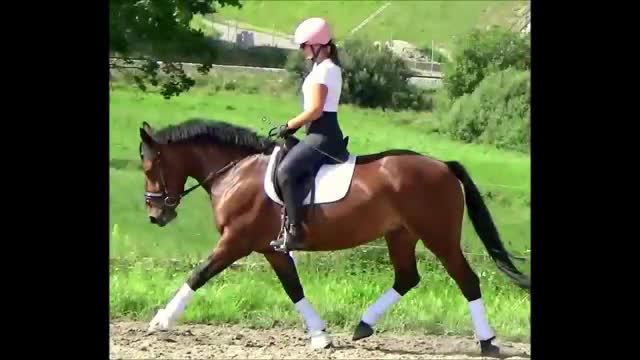 Allround hästar till salu: Gorgeous, sweet and ready for anything allrounder i Örsundsbro - Video 1