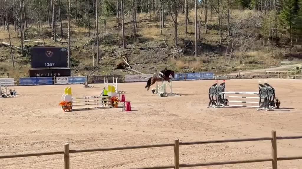 Hoppning hästar till salu: Hopphäst med kapacitet  - Video 1