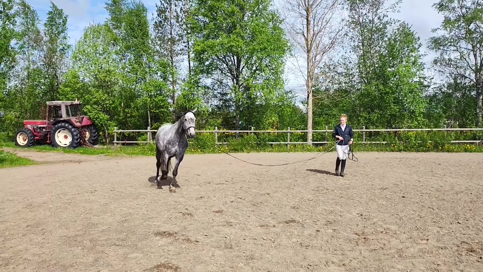 Allround hästar till salu: Diero Lux N-Cardento-Ircomarco, projekt  - Video 4