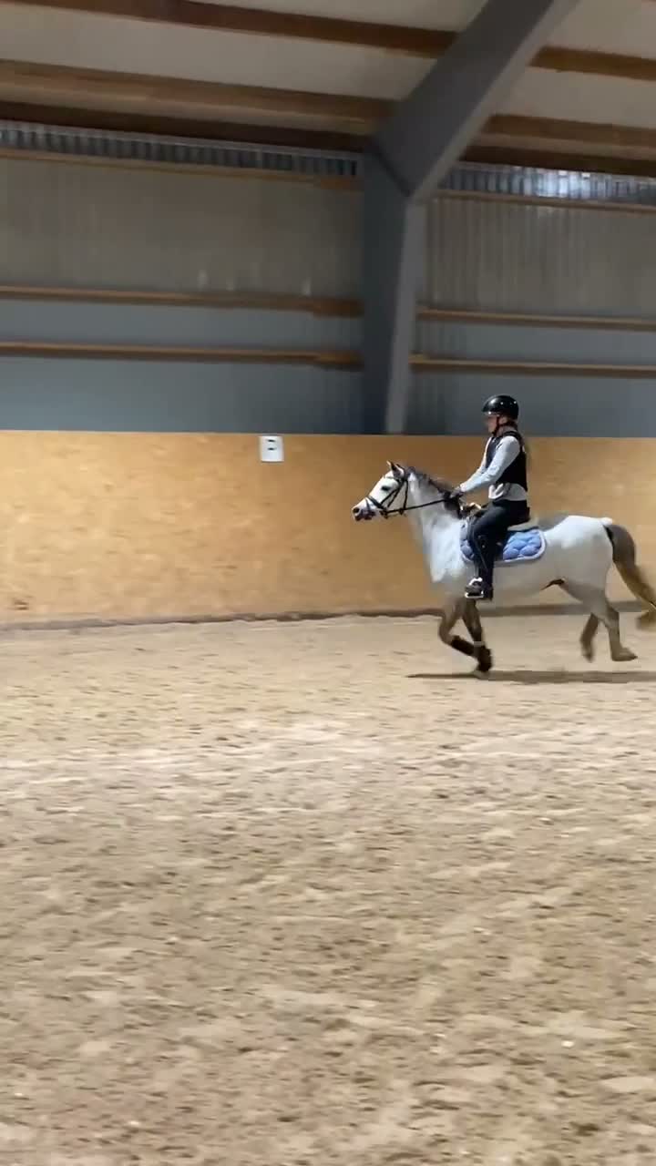 Allround hästar till salu: Dröm ponny  - Video 2