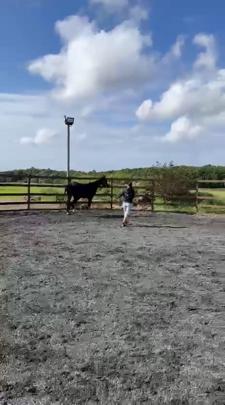 Allround hästar till salu: Projekthäst säljes i Harestad - Video 3