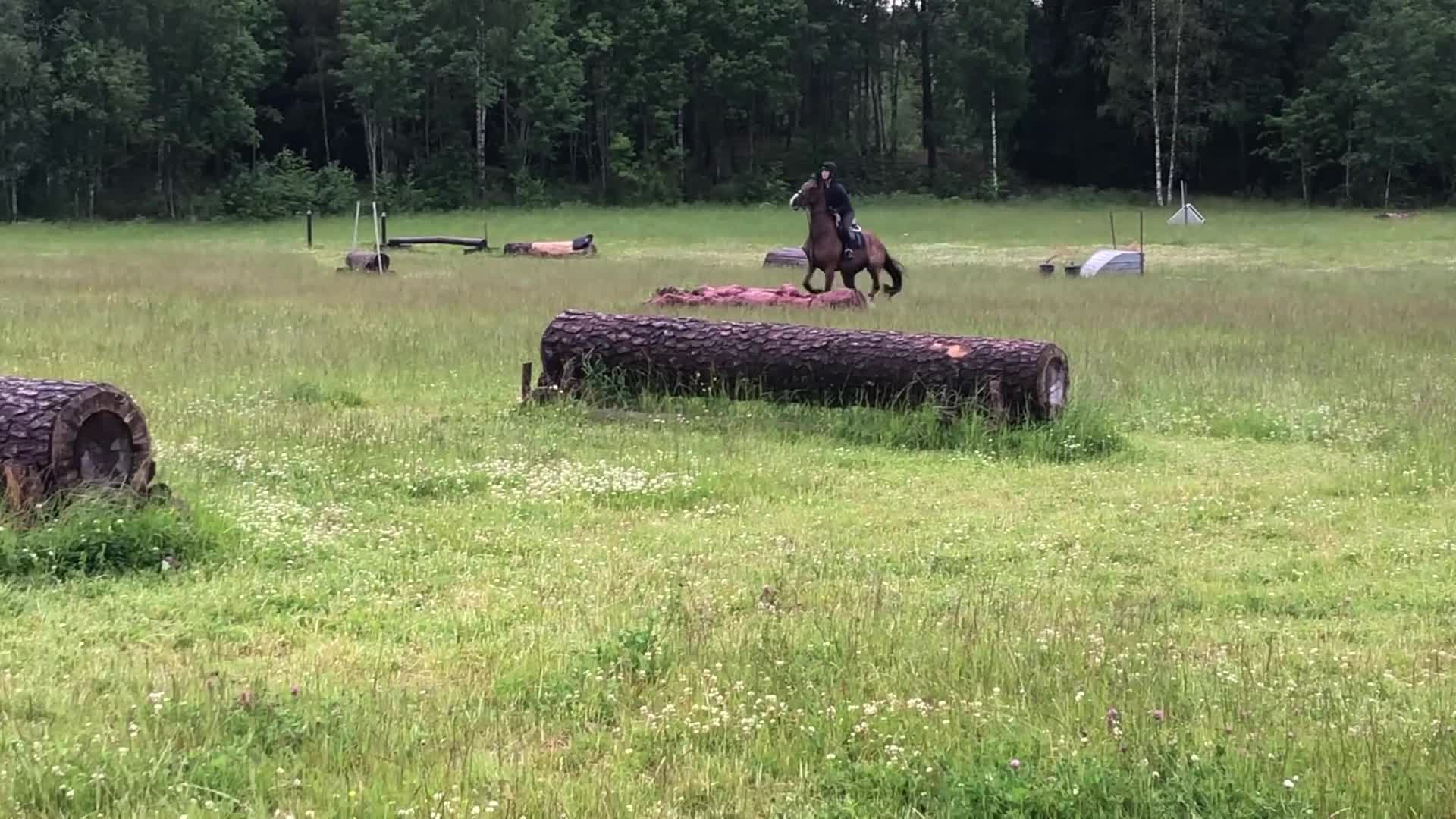 Hoppning hästar till salu: Trevlig fälttävlanshäst - Video 2