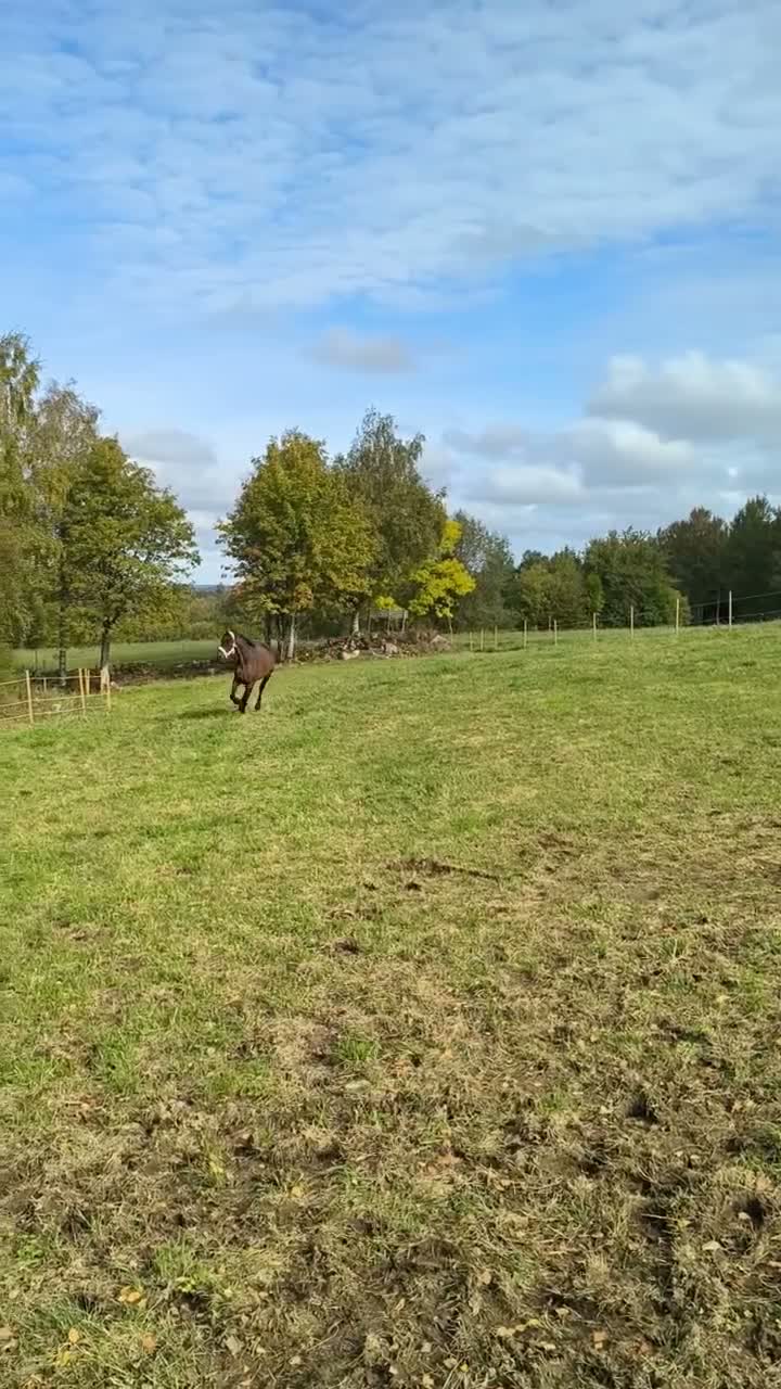 Allround hästar till salu: Snäll, utvecklingsbar valack  - Video 1