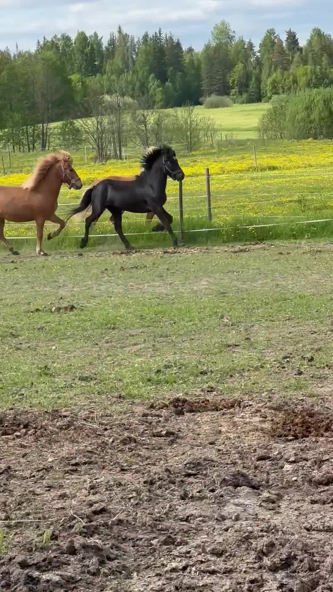 Island hästar till salu: Tívar från Vindäng  - Video 2